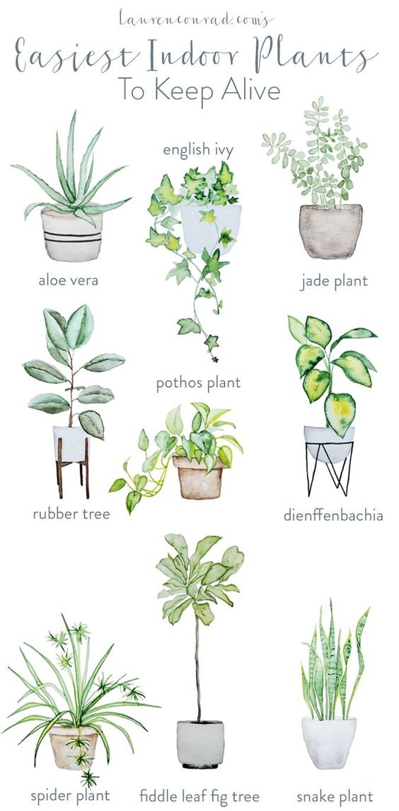 Looking for plants that are easy to maintain? Not got a lot of natural light? Don't worry, these cheat sheets are here to help! 